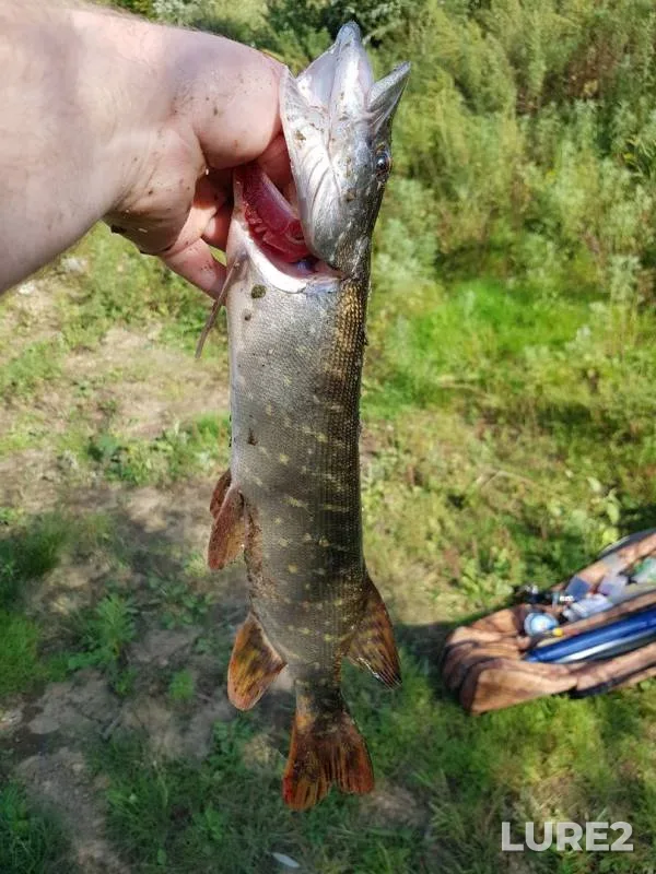 Pike — Oka, Aug 23, 2019