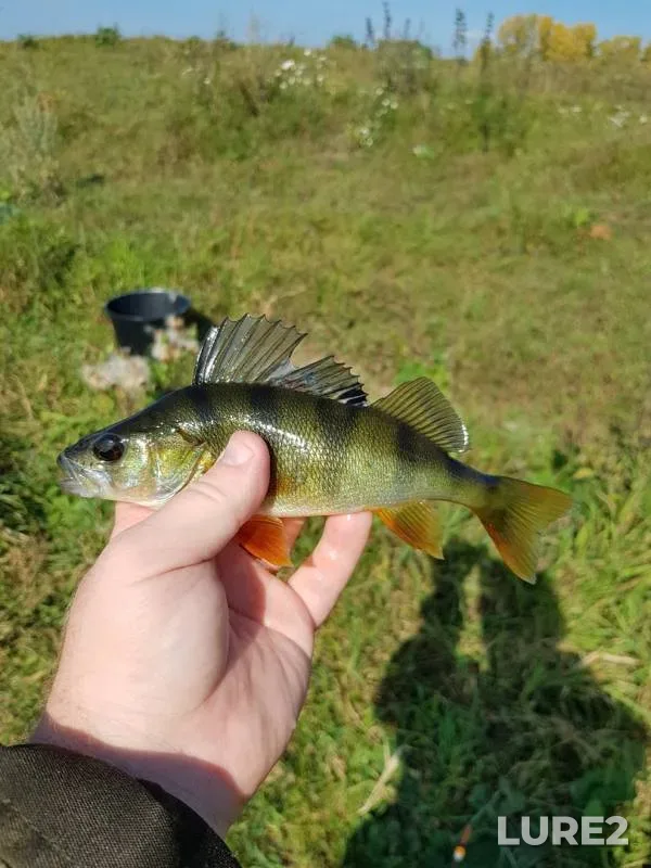 Perch, Pike — Urga, Sep 15, 2019