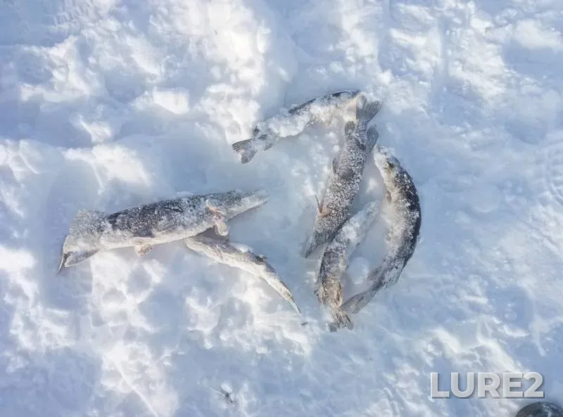 Pike — Zapadno-Kazakhstanskaya oblast, Feb 05, 2017