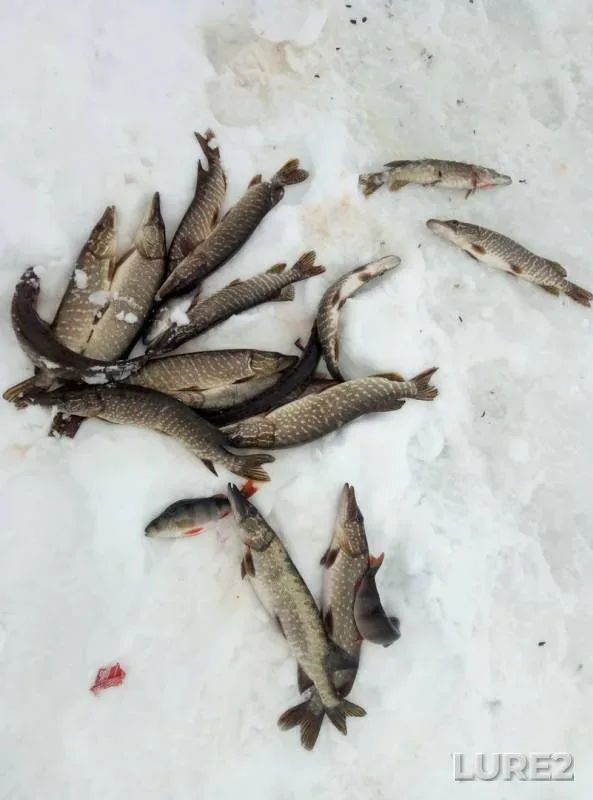 Perch, Pike — Kushum, Feb 19, 2017