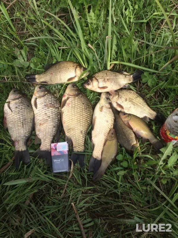 Crucian carp, Tench — Rubezhka, May 16, 2017