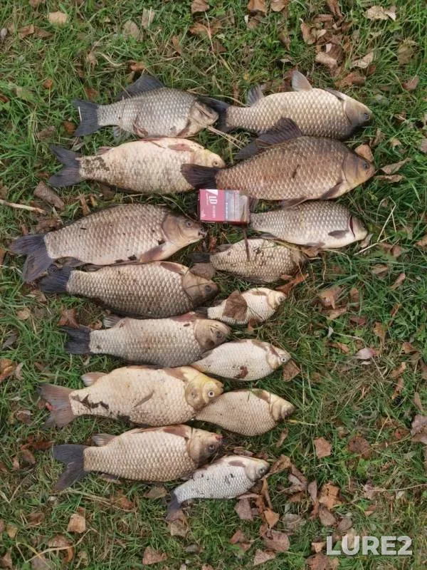 Crucian carp — Peskovatskoye, Oct 23, 2019