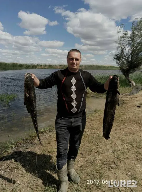 Wels catfish — Kushum, Jun 04, 2017