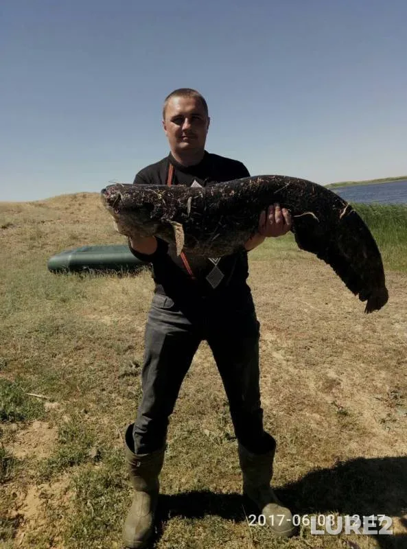 Wels catfish — Kushum, Jun 08, 2017