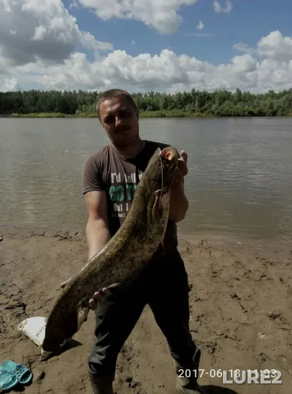 Wels catfish — Ural, Jun 18, 2017