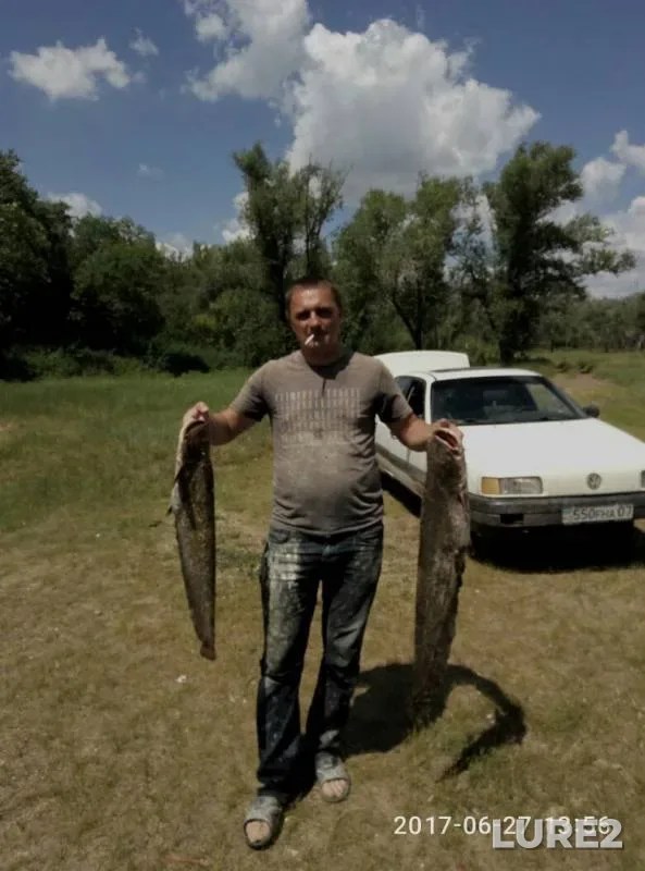 Wels catfish — Ural, Jun 27, 2017
