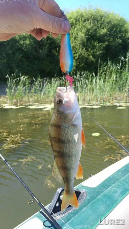 Perch — Zapadno-Kazakhstanskaya oblast, Jul 08, 2017