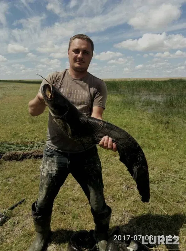 Wels catfish — Kushum, Jul 08, 2017
