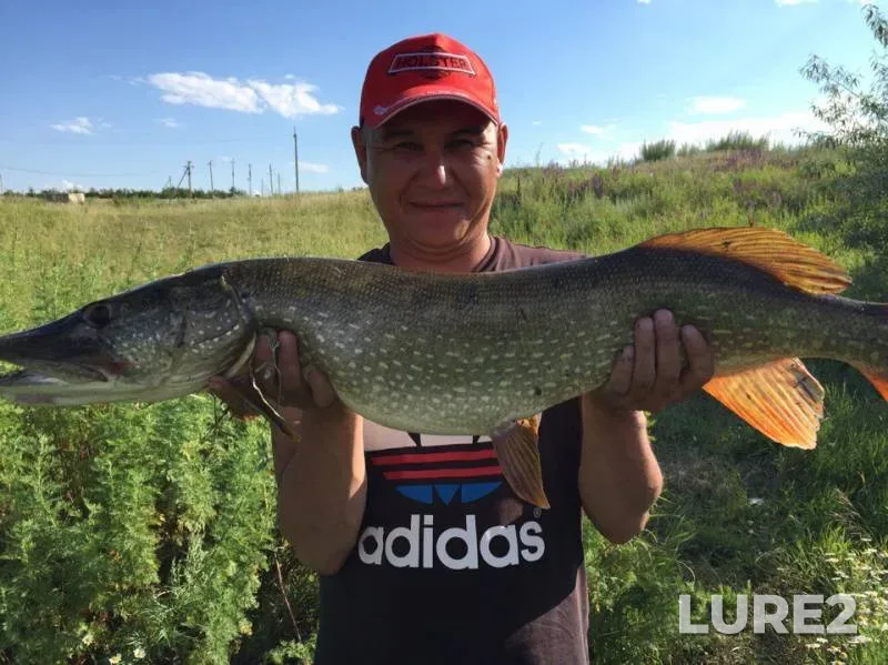 Pike — Zapadno-Kazakhstanskaya oblast, Jul 15, 2017