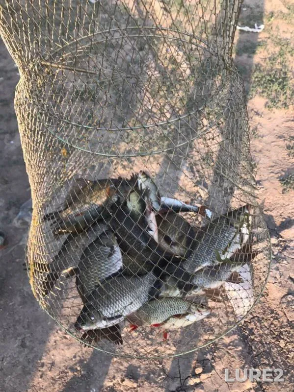 Crucian carp, Rudd — Bagyrlay, Jul 19, 2017