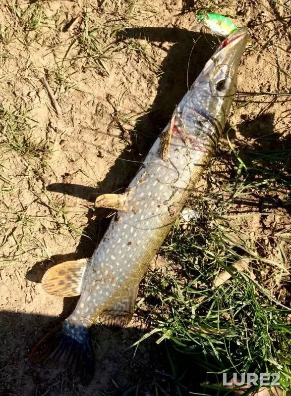 Pike — Shagan, Jul 22, 2017