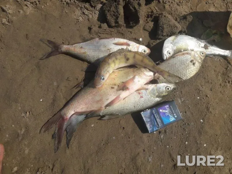 Bream, Crucian carp — Ural, Aug 07, 2017