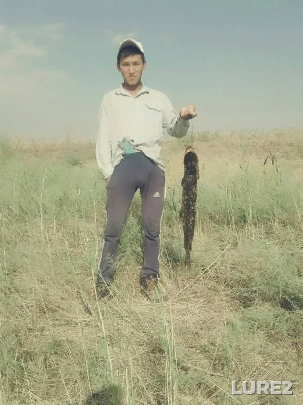Pike — Zapadno-Kazakhstanskaya oblast, Aug 29, 2017
