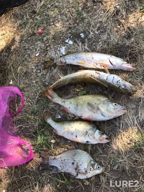 Crucian carp, Perch — Ural, Sep 03, 2017