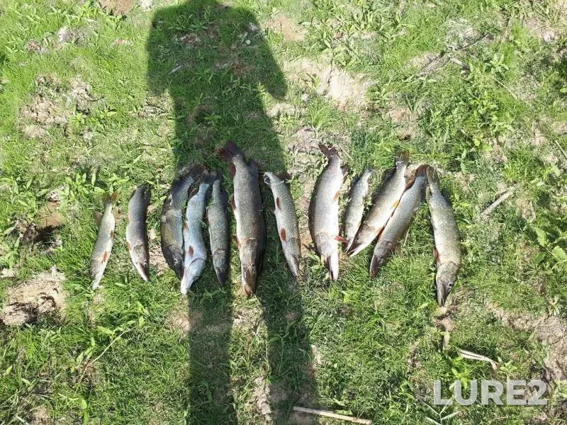Pike — Bitikskoye, Sep 03, 2017