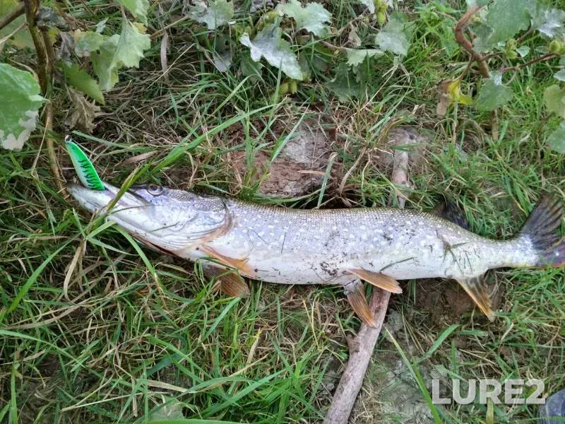 Pike — Zapadno-Kazakhstanskaya oblast, Sep 05, 2017