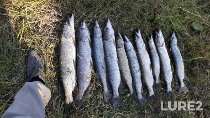 Pike — Zapadno-Kazakhstanskaya oblast, Sep 08, 2017