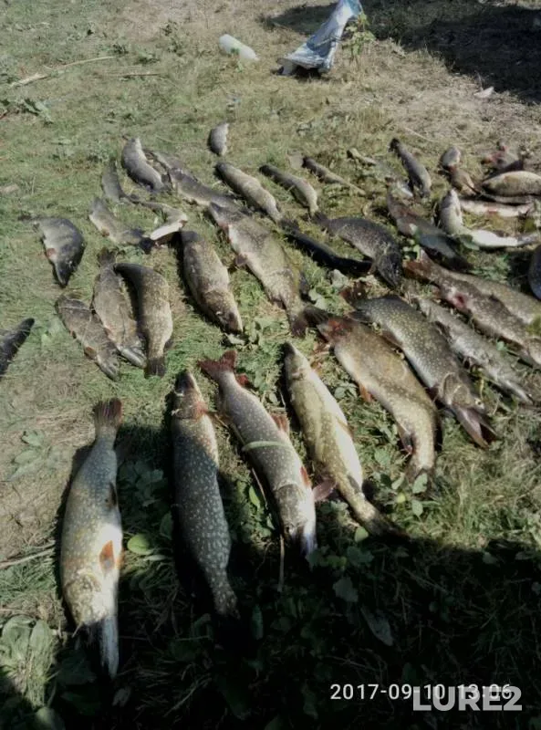 Pike — Kushum, Sep 10, 2017