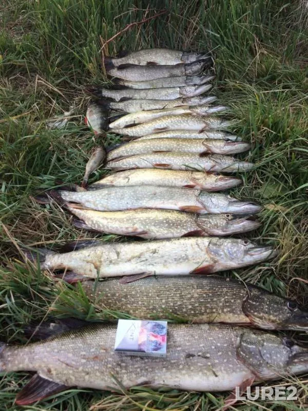 Perch, Pike — Kirovskoye, Sep 17, 2017