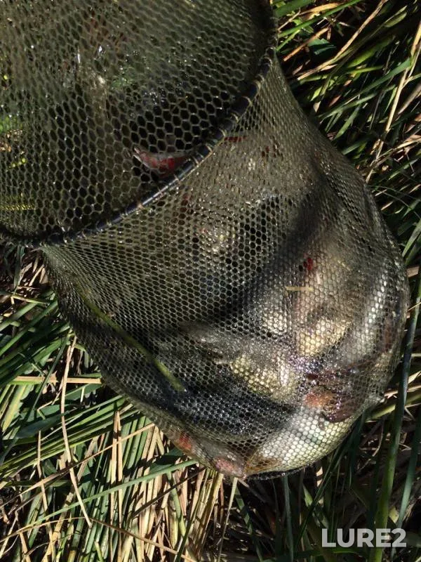 Perch, Pike — Kushum, Sep 26, 2017