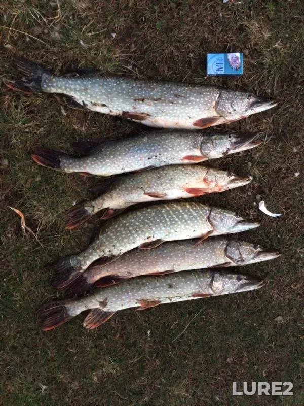 Pike — Zapadno-Kazakhstanskaya oblast, Oct 02, 2017