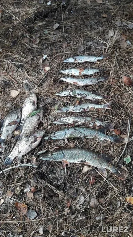 Crucian carp, Pike — Ural, Oct 04, 2017