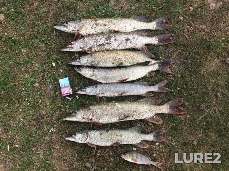 Perch, Pike — Zapadno-Kazakhstanskaya oblast, Oct 06, 2017