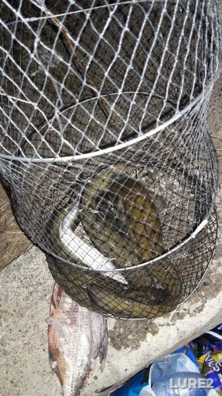 Burbot — Ural, Oct 07, 2017