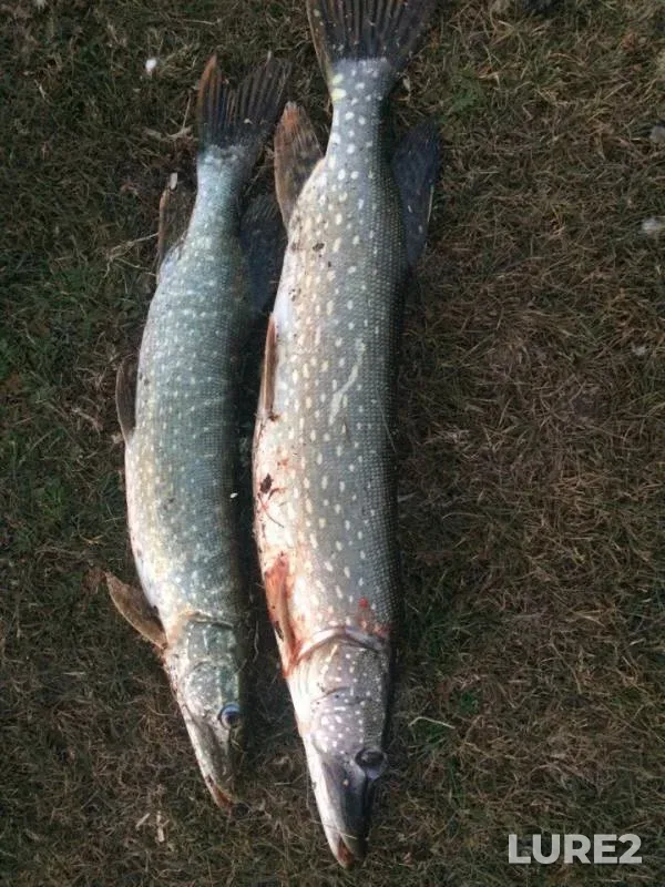 Pike — Zapadno-Kazakhstanskaya oblast, Oct 12, 2017