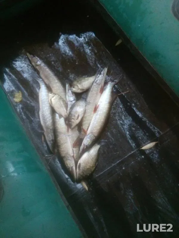 Crucian carp, Pike — Cadovskoye, Oct 16, 2017