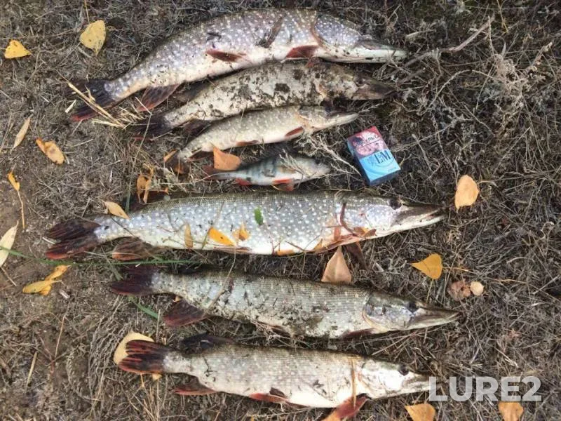 Perch, Pike — Zapadno-Kazakhstanskaya oblast, Oct 20, 2017
