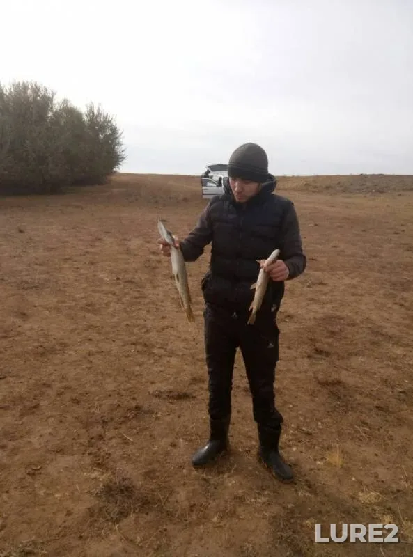 Pike — Zapadno-Kazakhstanskaya oblast, Oct 23, 2017