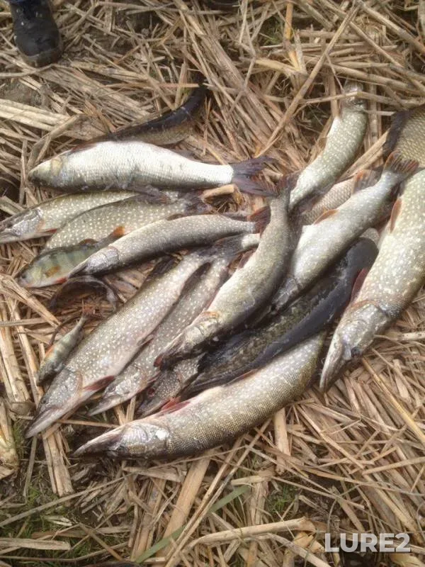 Wels catfish, Perch — Kushum, Oct 23, 2017