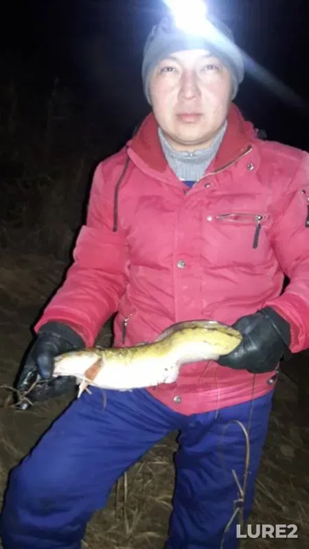 Burbot — Ural, Nov 17, 2017