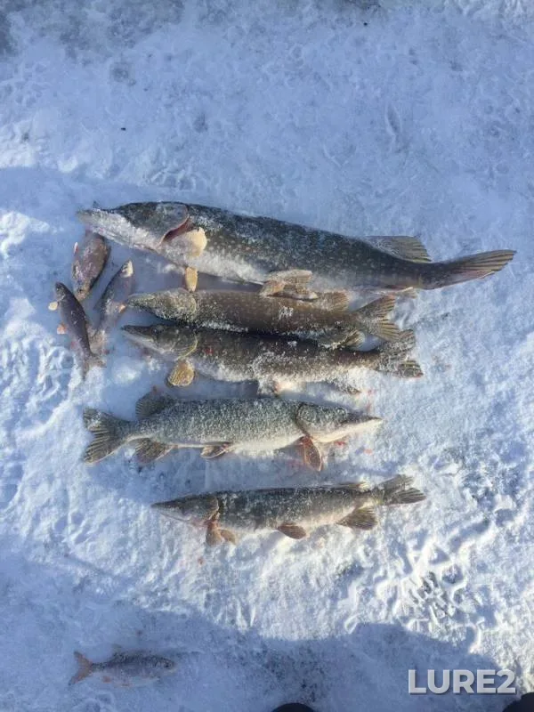 Pike, Roach — Utva, Dec 16, 2017