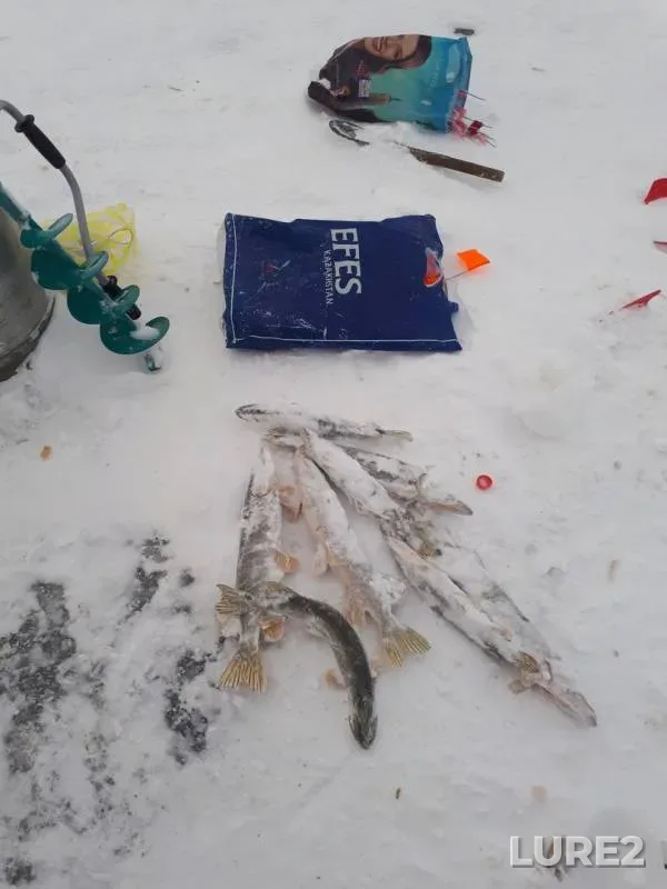 Pike — Zapadno-Kazakhstanskaya oblast, Dec 24, 2017