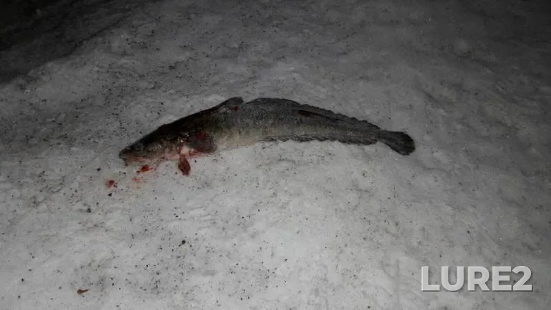 Burbot — Ural, Jan 06, 2018
