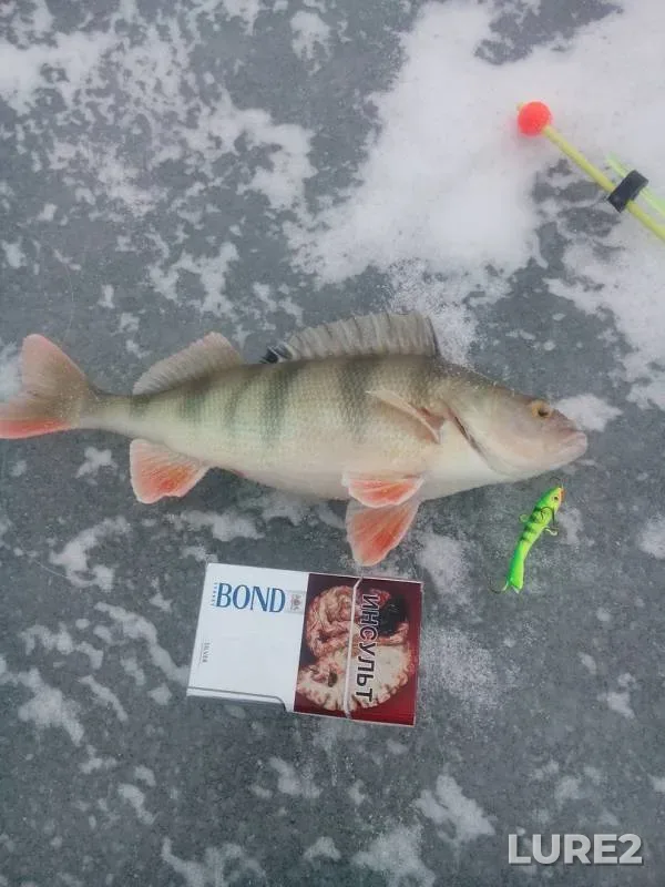 Perch — Zapadno-Kazakhstanskaya oblast, Jan 06, 2018