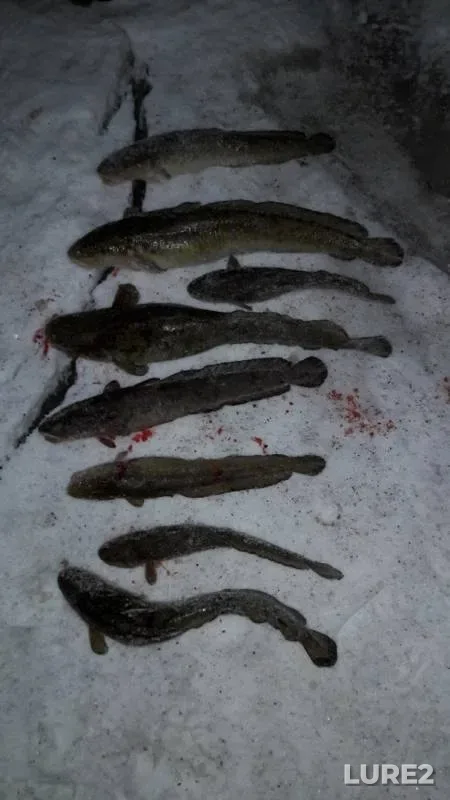 Burbot — Ural, Jan 06, 2018