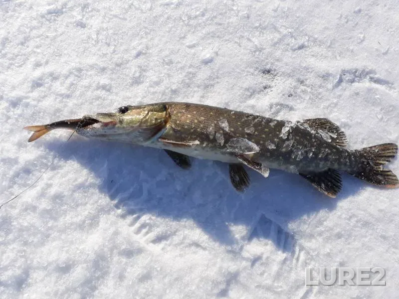 Pike, Roach — Zapadno-Kazakhstanskaya oblast, Mar 13, 2018