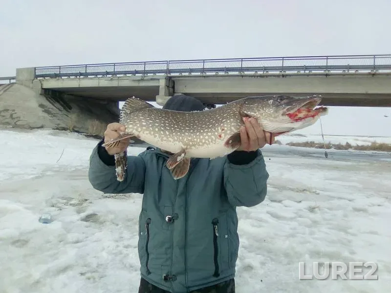 Pike — Zapadno-Kazakhstanskaya oblast, Mar 17, 2018