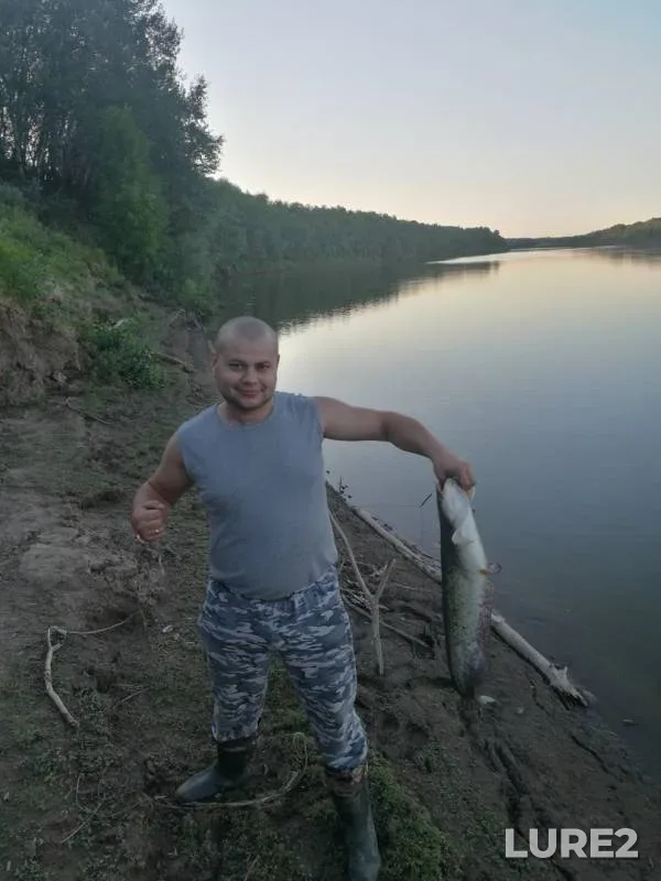 Wels catfish — Ural, Jul 02, 2018
