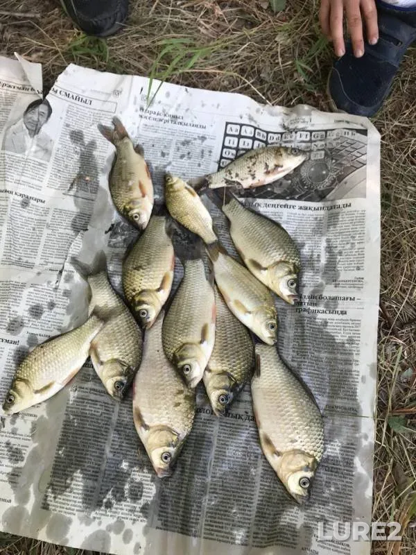 Crucian carp — Zapadno-Kazakhstanskaya oblast, Jul 14, 2018