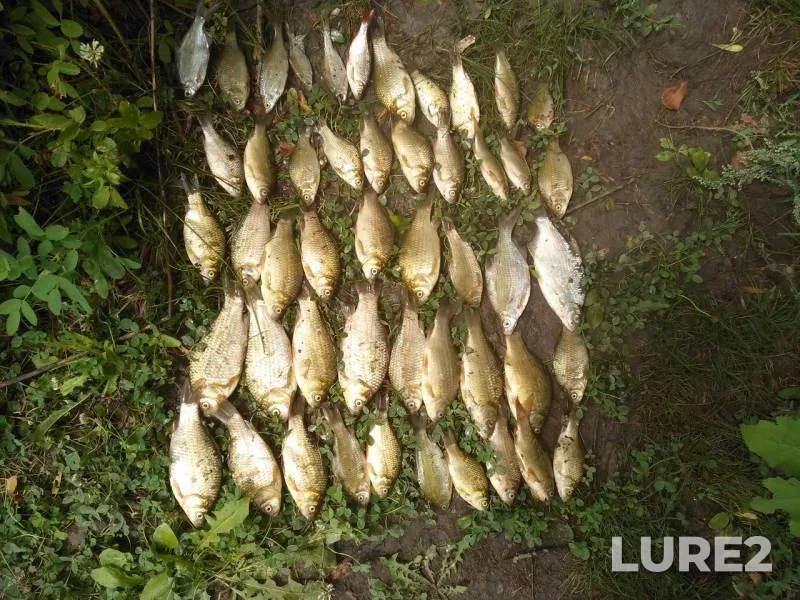 Crucian carp — Shagan, Jul 23, 2018