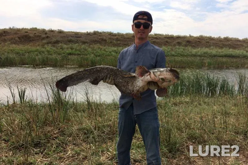 Wels catfish — Zapadno-Kazakhstanskaya oblast, Aug 08, 2018