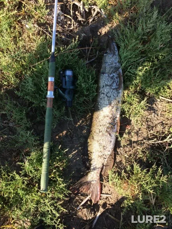 Pike — Zapadno-Kazakhstanskaya oblast, Aug 12, 2018