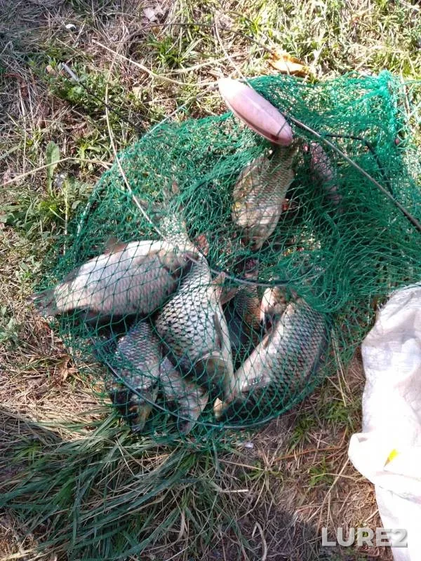 Carp, Crucian carp — Zapadno-Kazakhstanskaya oblast, Aug 18, 2018