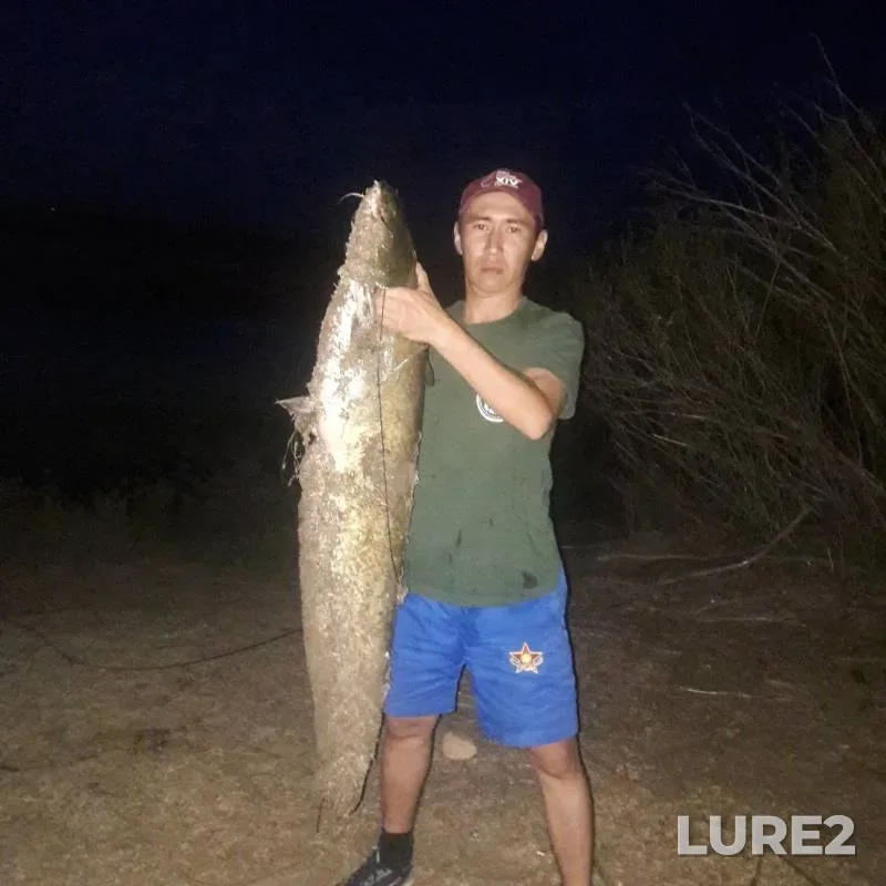 Wels catfish — Bolshoy Uzen, Aug 23, 2018