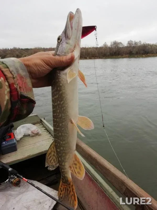 Pike — Don, Oct 07, 2019