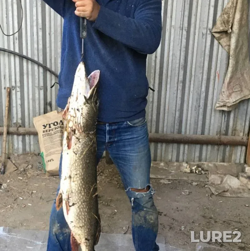 Pike — Bitikskoye, Sep 13, 2018